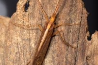Un Trichoptre. Un mle (Trichoptre - Limnephilidae - Stenophylax permistus)